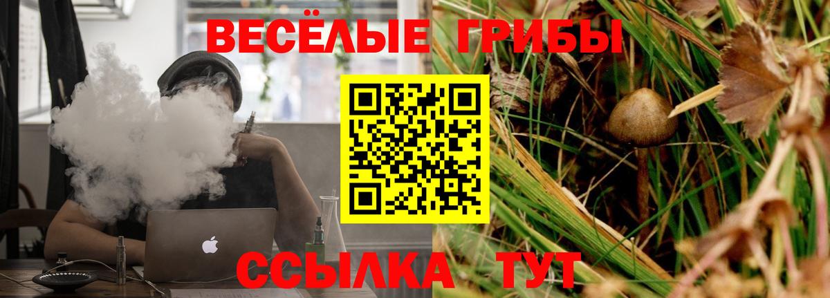 Псилоцибиновые грибы Psilocybine cubensis Великий Новгород